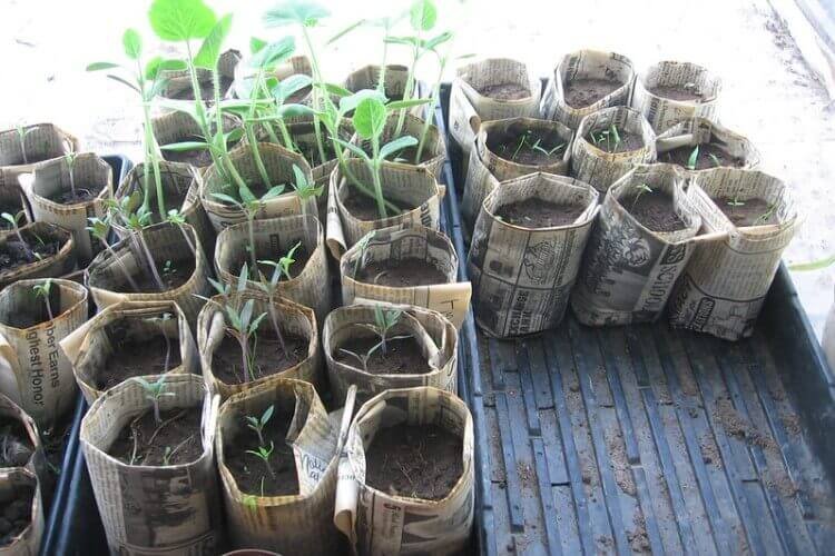 Seedling pots from old papers