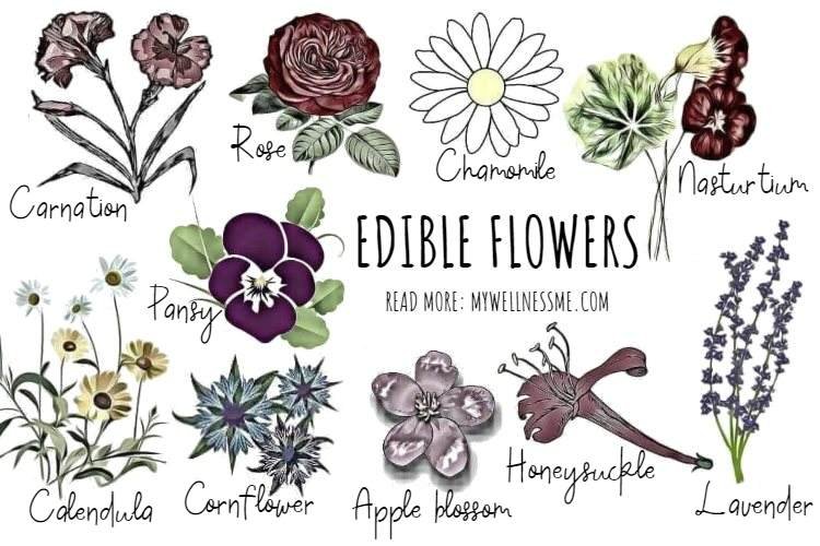 60+ Edible Flowers for Your Kitchen - My Wellness Me