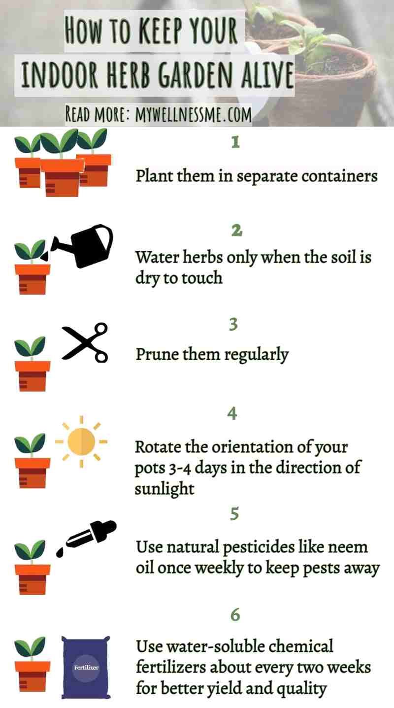 Indoor herb garden care and maintenance infographic