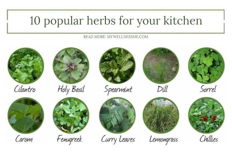 10 popular herbs in the kitchen kitchen