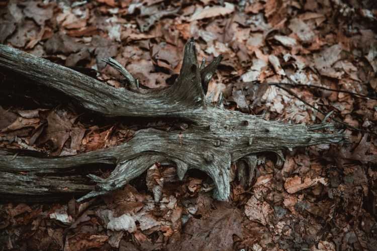 Skull shaped driftwood