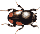 Beetle art