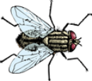 Housefly art