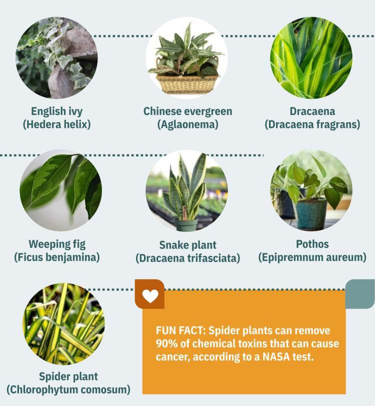 Air purifying plants infographic