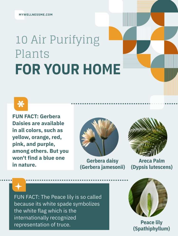 Air purifying plants infographic