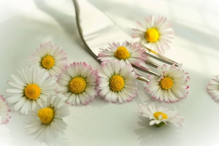 Edible flower daisies