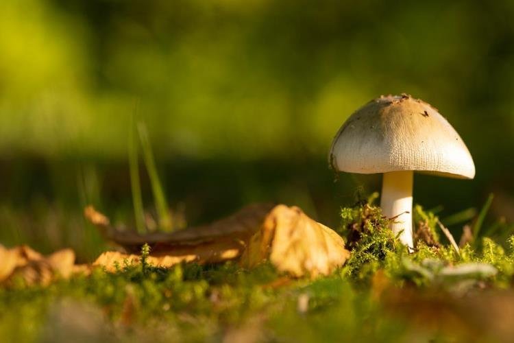 The benefits of mushrooms – The magic fungi - My Wellness Me